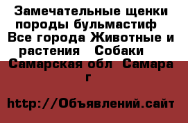 Замечательные щенки породы бульмастиф - Все города Животные и растения » Собаки   . Самарская обл.,Самара г.